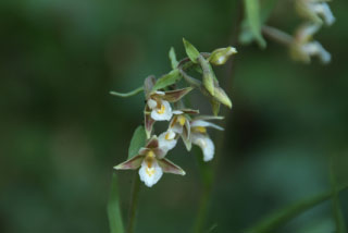 Epipactis palustrisMoeraswespenorchis bestellen